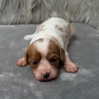 Perla, a female Cavapoo for sale in Donna, TX – Photo 6 of 10