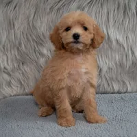 Ivy  Micro-Mini, a female Miniature Goldendoodle for sale in Donna, TX – 6 of 7