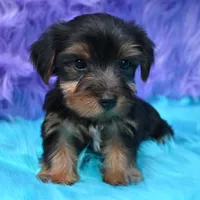 Gus , a male Yorkshire Terrier for sale in Donna, TX – 10 of 10