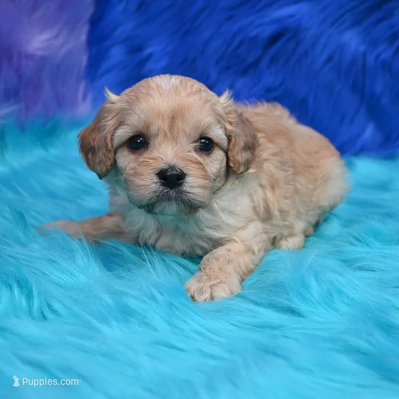 Bruno  – Cavapoo puppy for sale in Donna, TX
