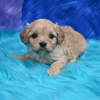 Bruno , a male Cavapoo for sale in Donna, TX – 1 of 7