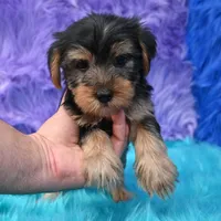 Cooper, a male Yorkshire Terrier for sale in Donna, TX – 8 of 10