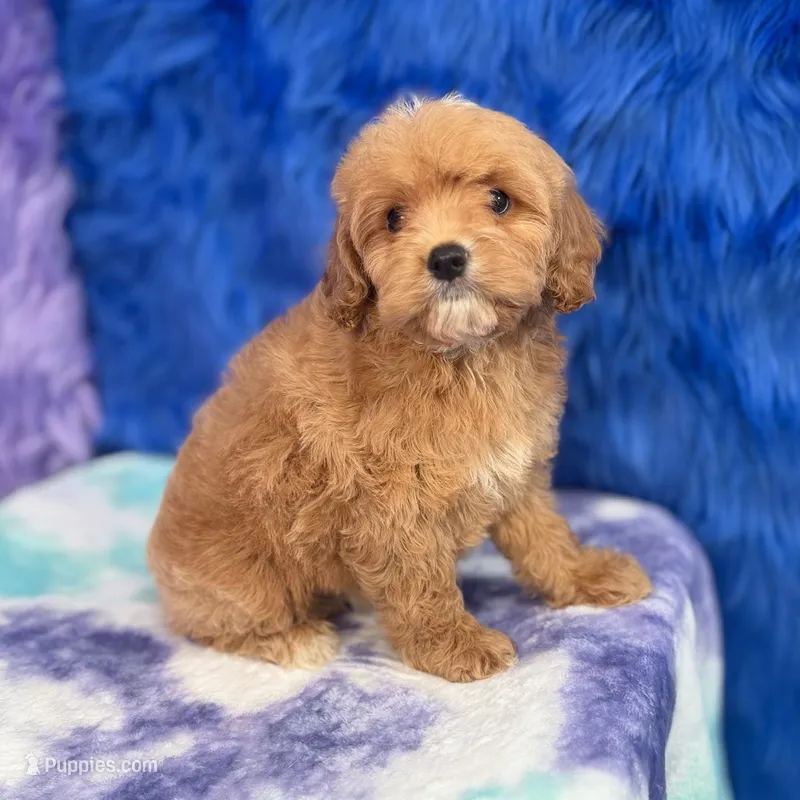 Scout  – Cavapoo puppy for sale in Donna, TX