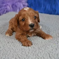 Fluffy, a male Cavapoo for sale in Donna, TX – 6 of 10