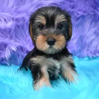 Jen , a female Yorkshire Terrier for sale in Donna, TX – 3 of 10