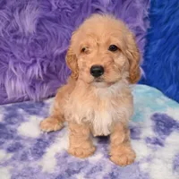 Duke , a male Cockapoo for sale in Donna, TX – 6 of 10