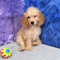 Thor  - 7 day return policy, a male Cockapoo for sale in Donna, TX – 10 of 10