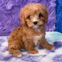 Stella , a female Cavapoo for sale in Donna, TX – 10 of 10