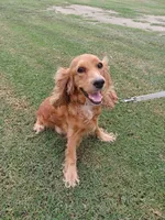 Dexter , a male Cockapoo for sale in Donna, TX – 6 of 8
