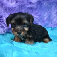 Gus , a male Yorkshire Terrier for sale in Donna, TX – 4 of 10