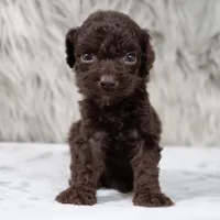 Oscar , a male Poodle - Miniature  for sale in Donna, TX – 6 of 7