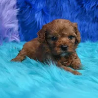 Bandit , a male Cavapoo for sale in Donna, TX – 7 of 8