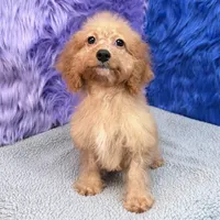 Minnie  - 7 day return guarantees, a female Cockapoo for sale in Donna, TX – 9 of 10