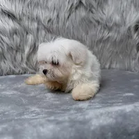 Honey, a female Maltipoo for sale in Donna, TX – Photo 8 of 10