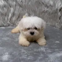 Honey, a female Maltipoo for sale in Donna, TX – Photo 10 of 10