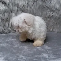 Honey, a female Maltipoo for sale in Donna, TX – Photo 7 of 10