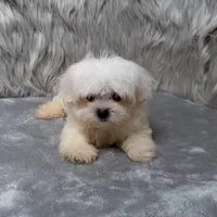 Honey, a female Maltipoo for sale in Donna, TX – Photo 9 of 10