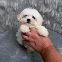 Honey, a female Maltipoo for sale in Donna, TX – Photo 3 of 10