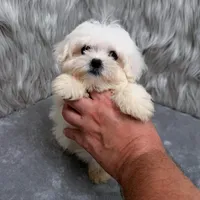 Honey, a female Maltipoo for sale in Donna, TX – Photo 5 of 10