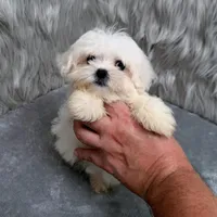Honey, a female Maltipoo for sale in Donna, TX – Photo 2 of 10
