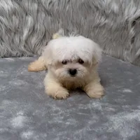 Honey, a female Maltipoo for sale in Donna, TX – Photo 4 of 10