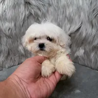 Honey, a female Maltipoo for sale in Donna, TX – Photo 6 of 10
