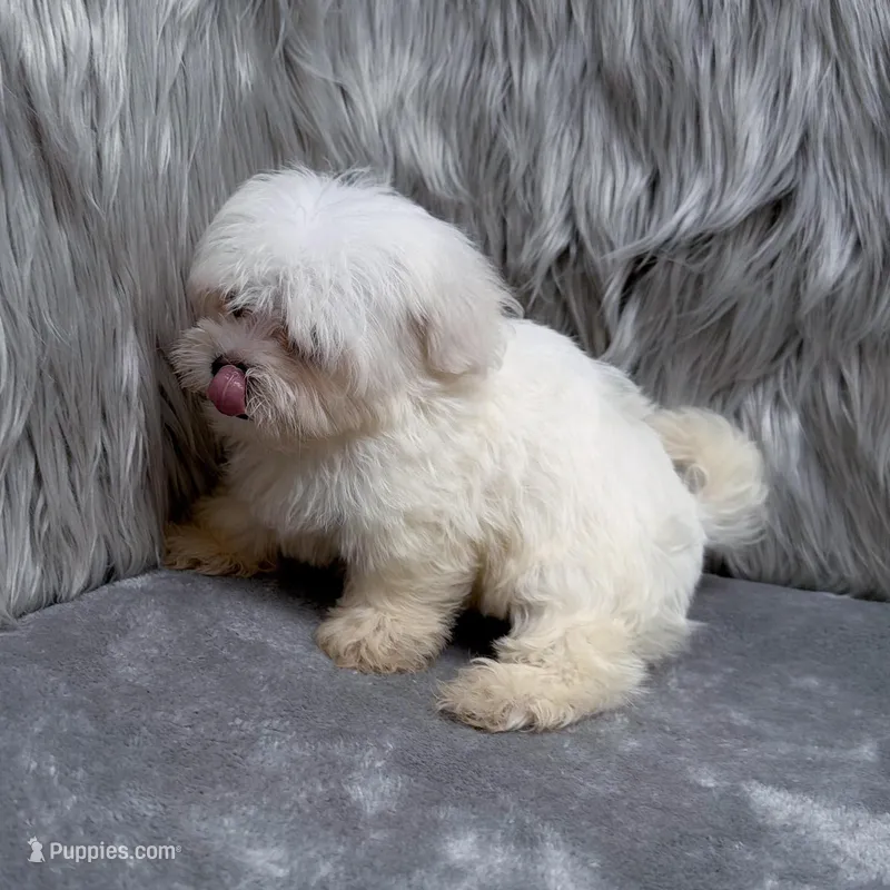 Honey – Maltipoo puppy for sale in Donna, TX