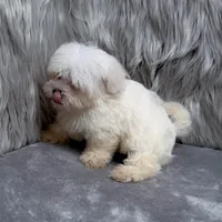 Honey, a female Maltipoo for sale in Donna, TX – Photo 1 of 10