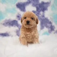 Luis , a male Maltipoo for sale in Donna, TX – 6 of 7