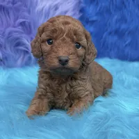 karina, a female Poodle - Miniature  for sale in Donna, TX – 8 of 10