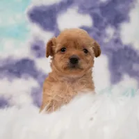 Penny , a female Maltipoo for sale in Donna, TX – 5 of 6