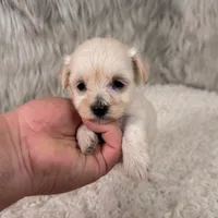 Chloe, a female Maltipoo for sale in Donna, TX – 3 of 5