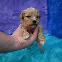 Duchess, a female Cavapoo for sale in Donna, TX – 5 of 5