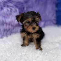 Maggie  - 7 day return guarantees, a female Yorkshire Terrier for sale in Donna, TX – 8 of 10