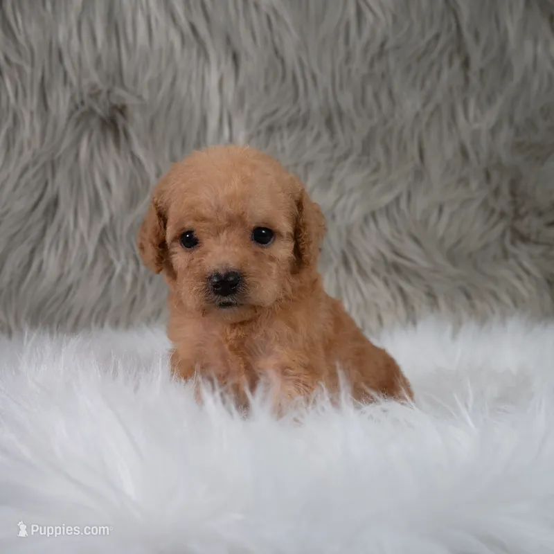 Abby Micro-Mini – Miniature Goldendoodle puppy for sale in Donna, TX