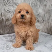 Ranger, a male Miniature Goldendoodle for sale in Donna, TX – 2 of 9