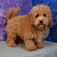 Paul - 7 day return policy, a male Shihpoo for sale in Donna, TX – 7 of 9