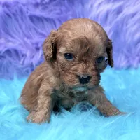 Bandit , a male Cavapoo for sale in Donna, TX – 2 of 8