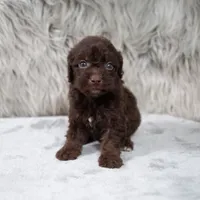 Vilma , a female Poodle - Miniature  for sale in Donna, TX – 4 of 7
