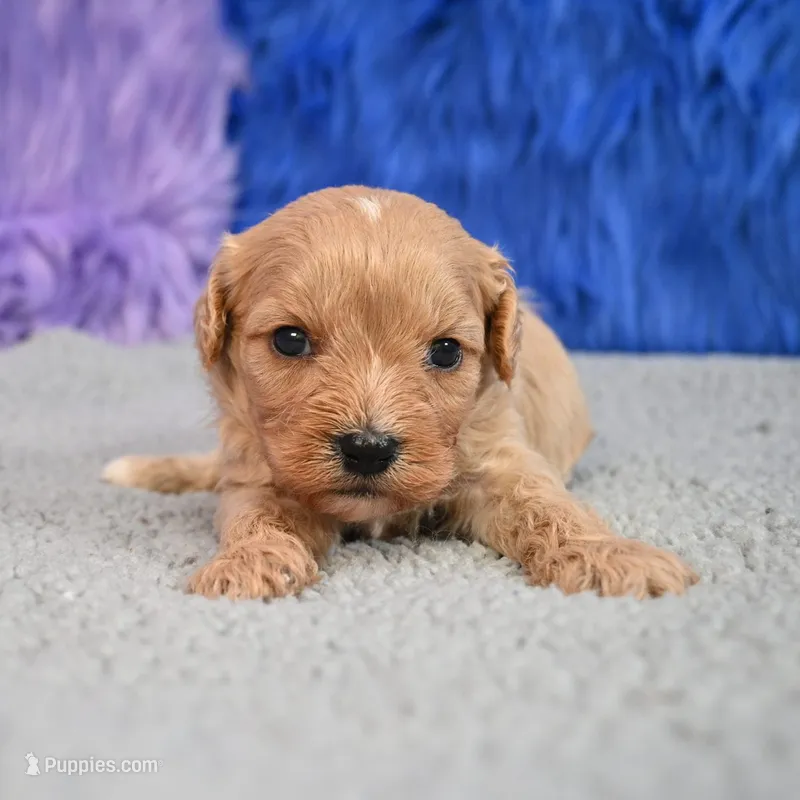 Bentley - 7 day return guarantees, a male Cavapoo for sale in Donna, TX – 1 of 10