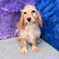 Annie  - 7 day return guarantees, a female Cockapoo for sale in Donna, TX – 7 of 10