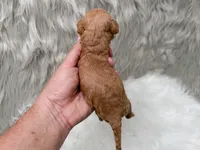 Abby Micro-Mini, a female Miniature Goldendoodle for sale in Donna, TX – Photo 2 of 6