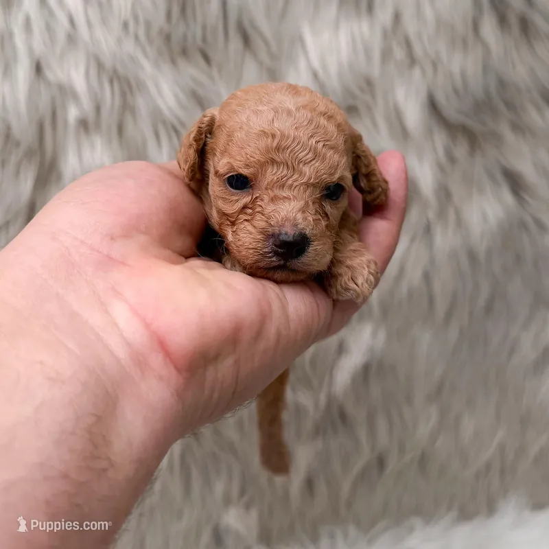 Abby Micro-Mini – Miniature Goldendoodle puppy for sale in Donna, TX
