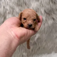 Abby Micro-Mini, a female Miniature Goldendoodle for sale in Donna, TX – Photo 1 of 6