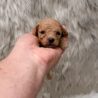 Abby Micro-Mini, a female Miniature Goldendoodle for sale in Donna, TX – Photo 4 of 6