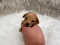 Abby Micro-Mini, a female Miniature Goldendoodle for sale in Donna, TX – Photo 5 of 6