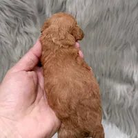 Abby Micro-Mini, a female Miniature Goldendoodle for sale in Donna, TX – Photo 6 of 6