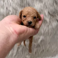 Abby Micro-Mini, a female Miniature Goldendoodle for sale in Donna, TX – Photo 3 of 6