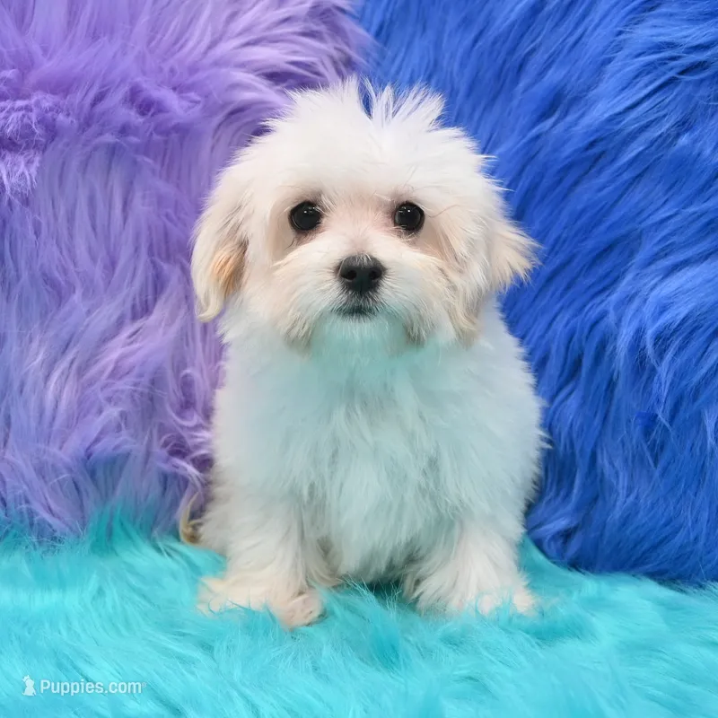 Becky  – Maltipoo puppy for sale in Donna, TX