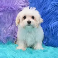 Becky , a female Maltipoo for sale in Donna, TX – 1 of 8